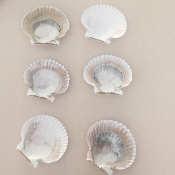 6 seashells for beachy decorating/ decor - Picture 2 of 8
